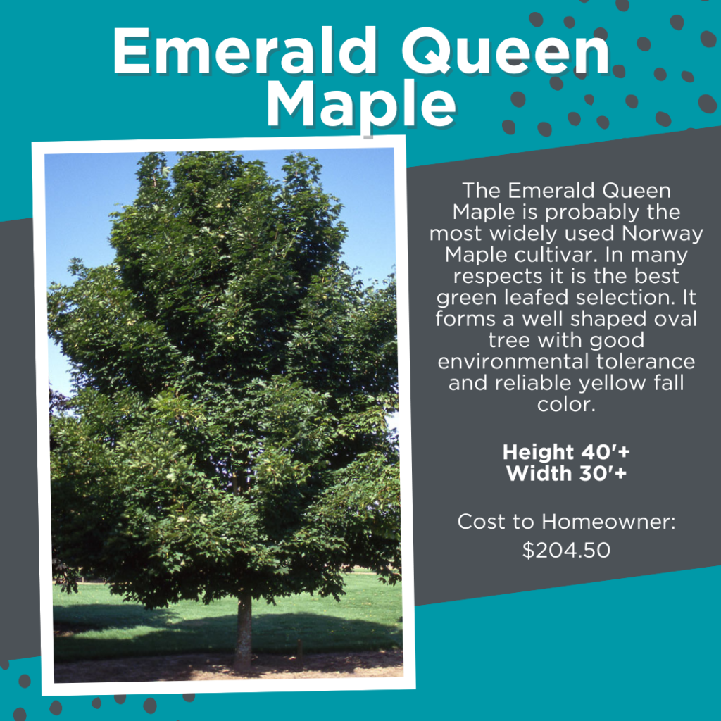 Treelined Street Program - Emerald Queen Maple Tree
