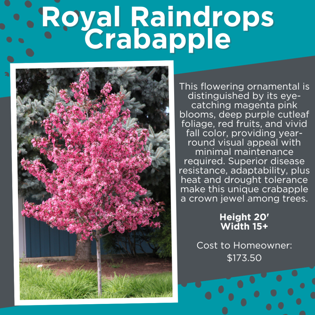 Treelined Street Program - Royal Raindrops Crabaplle Tree