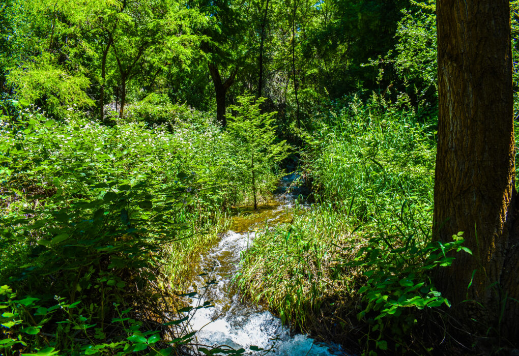 Creek running through woods