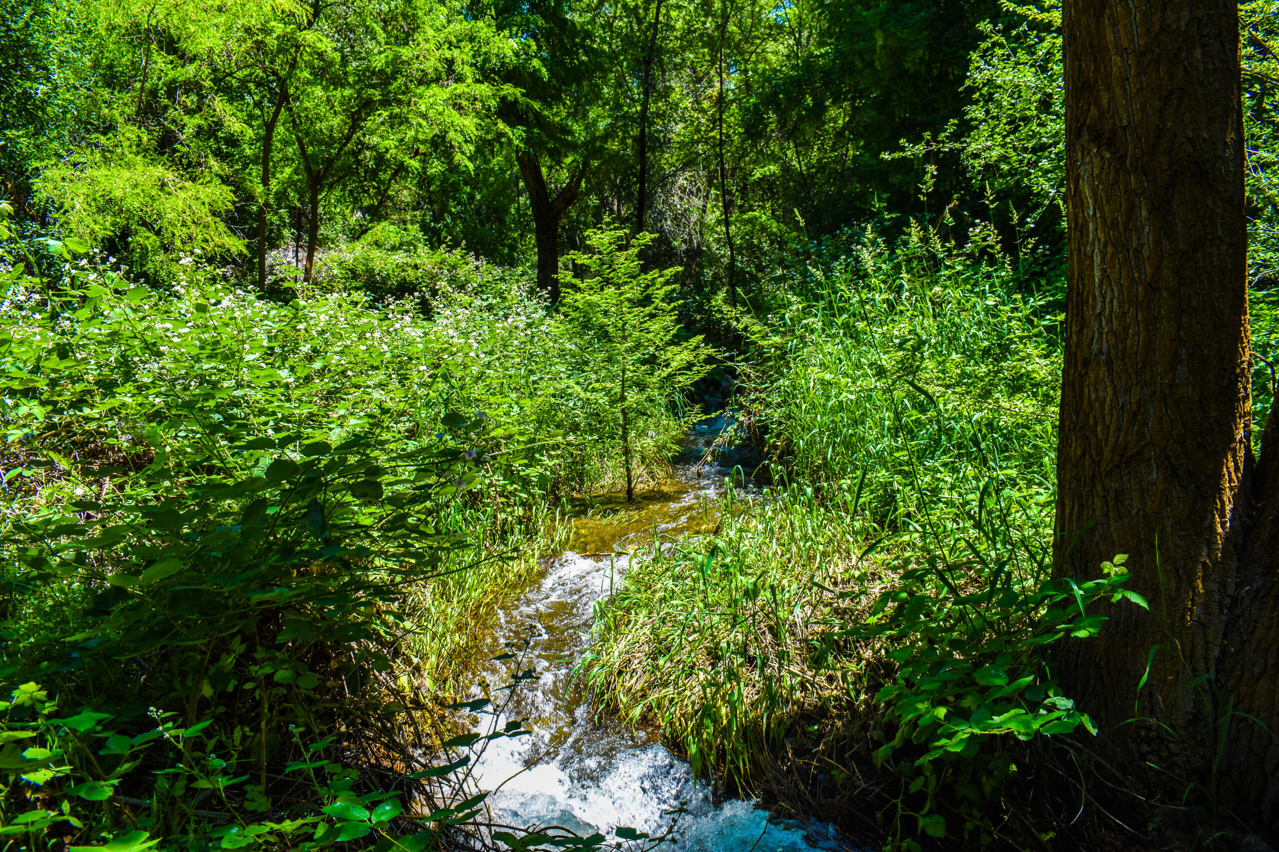 Creek running through woods