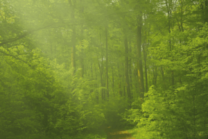 House Bill 48 Wildland Urban Interface Modifications goes into effect 1/1/26 HB 48 Wildland Urban Interface Modifications